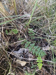 Cheilanthes sieberi sieberi