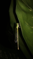 Ceriagrion indochinense