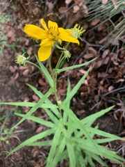 Verbesina longifolia
