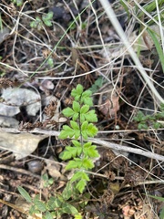 Cheilanthes sieberi sieberi