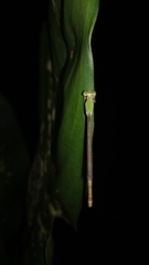 Ceriagrion indochinense