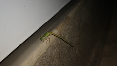 Ceriagrion indochinense