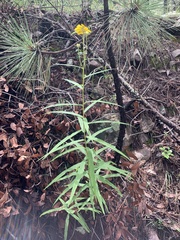 Verbesina longifolia