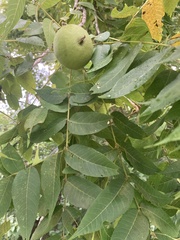 Juglans nigra