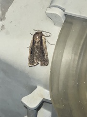 Ochropleura implecta