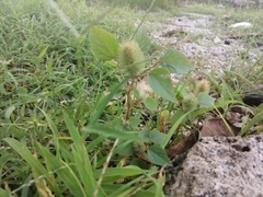 Acalypha alopecuroidea
