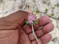 Mimosa tricephala