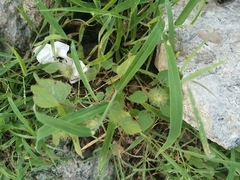 Acalypha alopecuroidea
