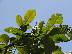 Dussia macroprophyllata