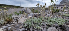 Antennaria alpina
