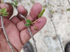 Mimosa tricephala