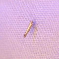 Argyresthia subreticulata