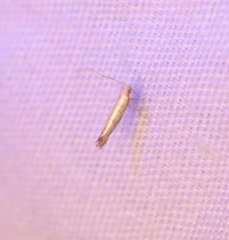 Argyresthia subreticulata