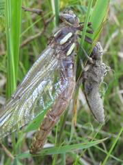 Cordulegaster maculata