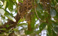 Ixos mcclellandii tickelli