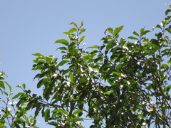 Zinowiewia australis