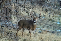 Odocoileus virginianus
