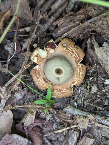 Geastrum saccatum