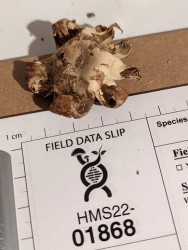 Geastrum saccatum (Photo 2 of 2)