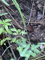 Exoprosopa rostrifera