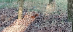 Sciurus vulgaris