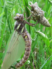 Cordulegaster maculata