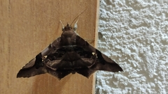 Euclystis guerini