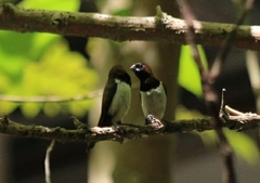 Lonchura leucogastroides