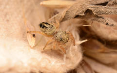 Phidippus texanus