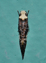 Monopis monacha