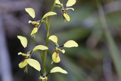 Diuris praecox