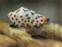 Cuspivolva howlandae