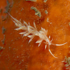 Cratena lineata