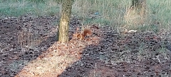 Sciurus vulgaris
