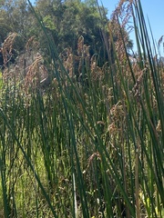 Machaerina articulata