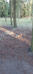 Sciurus vulgaris