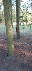 Sciurus vulgaris