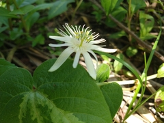 Passiflora capsularis
