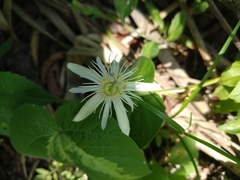 Passiflora capsularis