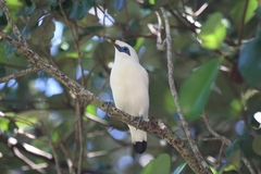 Leucopsar rothschildi