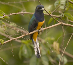 Trogon ramonianus