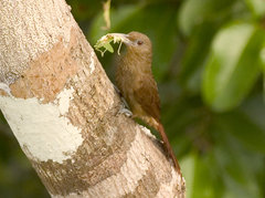 Dendrexetastes rufigula