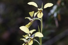 Diuris praecox
