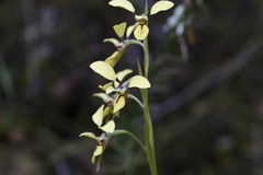 Diuris praecox
