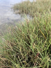 Puccinellia phryganodes