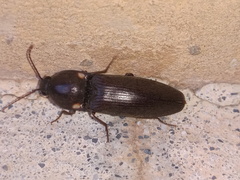 Deilelater physoderus