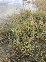 Puccinellia phryganodes