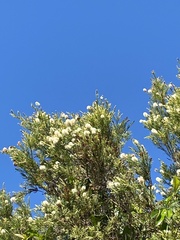 Melaleuca bracteata