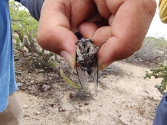 Diceroprocta digueti