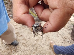 Diceroprocta digueti